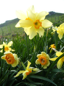 Crocheted Daffodils