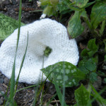 Knitted Convolvulus Flower